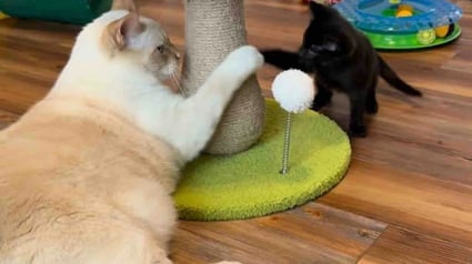 Illustration : Habitu&eacute;s &agrave; enseigner &laquo; les bonnes mani&egrave;res f&eacute;lines &raquo; &agrave; leurs cadets, 2 chats accompagnent un trio de chatons orphelins et les pr&eacute;parent &agrave; leur adoption