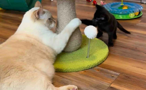 Habitués à enseigner « les bonnes manières félines » à leurs cadets, 2 chats accompagnent un trio de chatons orphelins et les préparent à leur adoption