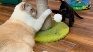 Illustration : Habitués à enseigner « les bonnes manières félines » à leurs cadets, 2 chats accompagnent un trio de chatons orphelins et les préparent à leur adoption