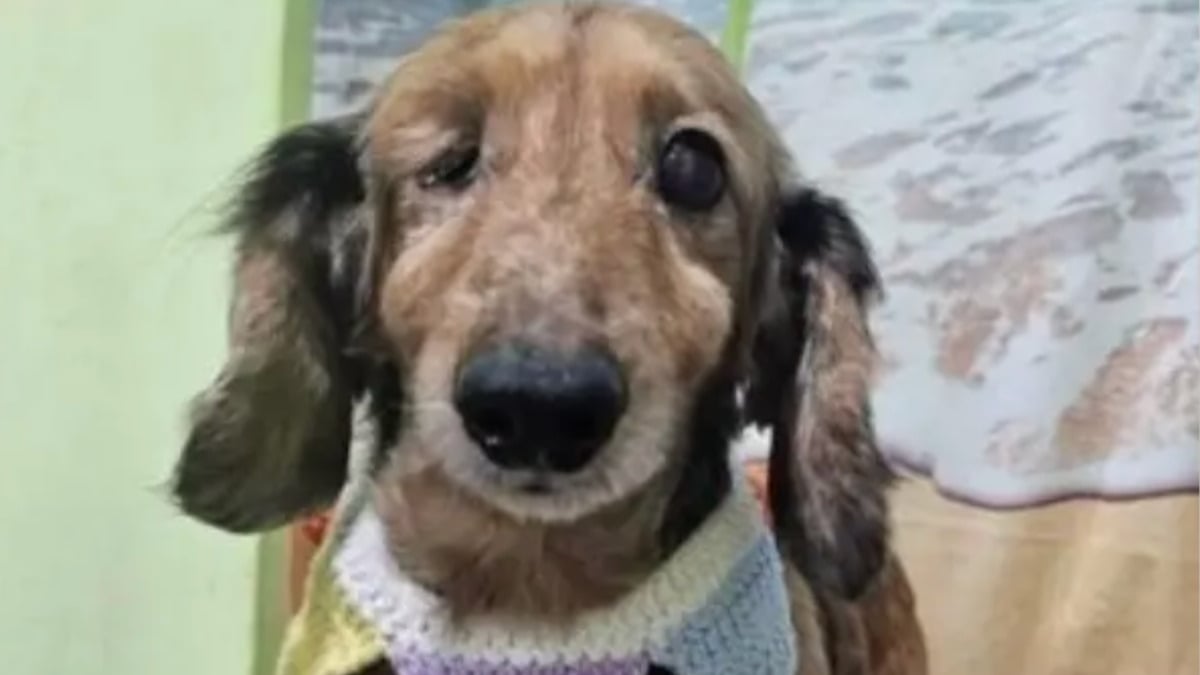 Illustration : "Son mari refusait d'adopter un troisième chien, mais la photo touchante d'un Teckel borgne et sans queue sauvé de l'abattoir a tout changé"