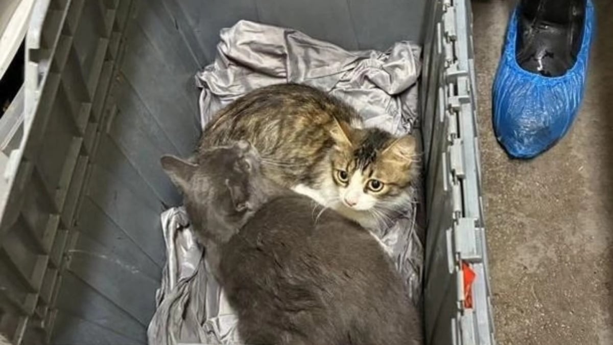 Illustration : "« Découvrir plus de 30 chats est du jamais vu », une association se débrouille comme elle peut pour accueillir 32 félins abandonnés dans des boîtes en plastique"