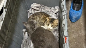 Illustration : "« Découvrir plus de 30 chats est du jamais vu », une association se débrouille comme elle peut pour accueillir 32 félins abandonnés dans des boîtes en plastique"