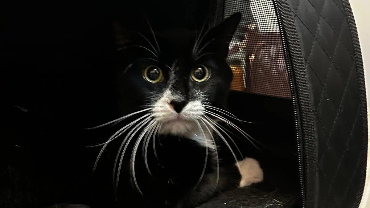 Illustration : "Un chat vendu pour 30 € sur une célèbre plateforme de seconde main échappe au pire grâce à une association"