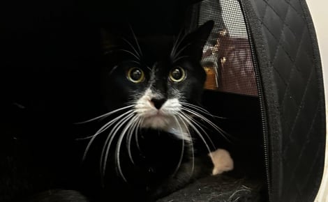 Un chat vendu pour 30 € sur une célèbre plateforme de seconde main échappe au pire grâce à une association