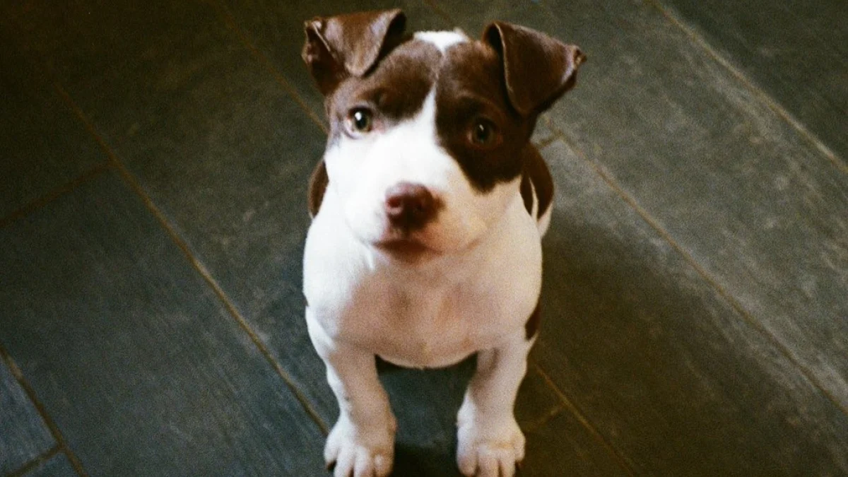 Illustration : "Un agent de sécurité découvre un chiot affamé en train de fouiller les poubelles et décide de changer sa vie"