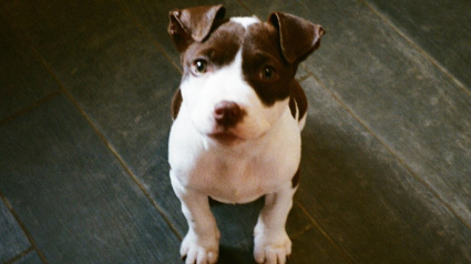 Illustration : Un agent de s&eacute;curit&eacute; d&eacute;couvre un chiot affam&eacute; en train de fouiller les poubelles et d&eacute;cide de changer sa vie