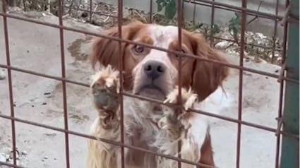 Illustration : 2 ans apr&egrave;s un signalement ignor&eacute;, un couple retrouve un chien dans la m&ecirc;me cage et d&eacute;cide d'agir (vid&eacute;o)