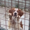 Illustration : 2 ans apr&egrave;s un signalement ignor&eacute;, un couple retrouve un chien dans la m&ecirc;me cage et d&eacute;cide d'agir (vid&eacute;o)