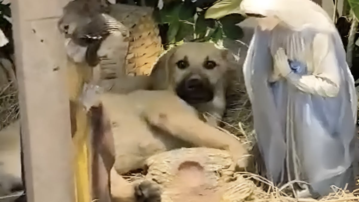 Illustration : "Un fidèle tente de chasser un chien qui s'est invité dans la crèche, mais la réaction du prêtre fait chaud au coeur"