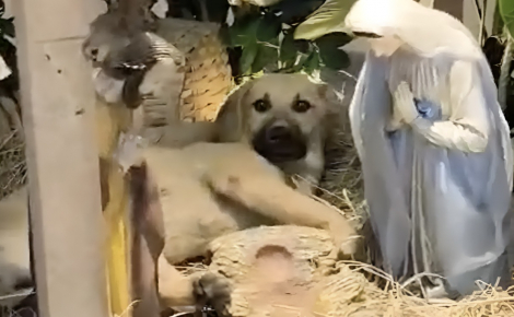 Un fidèle tente de chasser un chien qui s'est invité dans la crèche, mais la réaction du prêtre fait chaud au coeur