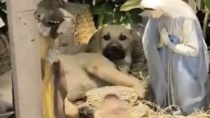 Illustration : Un fidèle tente de chasser un chien qui s'est invité dans la crèche, mais la réaction du prêtre fait chaud au coeur