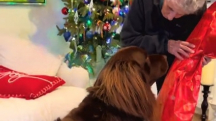 Illustration : Apr&egrave;s avoir sagement attendu, ce Terre-Neuve laisse exploser sa joie en d&eacute;couvrant le cadeau offert par sa mamie pr&eacute;f&eacute;r&eacute;e (vid&eacute;o)