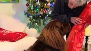 Illustration : Après avoir sagement attendu, ce Terre-Neuve laisse exploser sa joie en découvrant le cadeau offert par sa mamie préférée (vidéo)