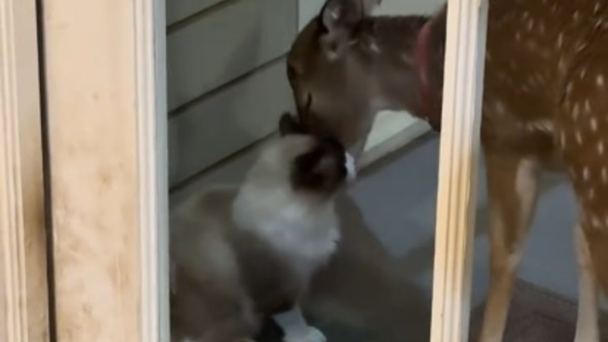 Illustration : "Tout les oppose, pourtant ce chat Siamois couvre de bisous le faon recueilli par sa maîtresse (vidéo)"