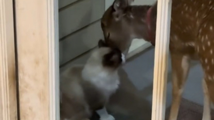 Illustration : Tout les oppose, pourtant ce chat Siamois couvre de bisous le faon recueilli par sa ma&icirc;tresse (vid&eacute;o)