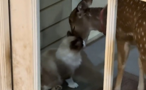 Tout les oppose, pourtant ce chat Siamois couvre de bisous le faon recueilli par sa maîtresse (vidéo)