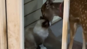 Illustration : Tout les oppose, pourtant ce chat Siamois couvre de bisous le faon recueilli par sa maîtresse (vidéo)