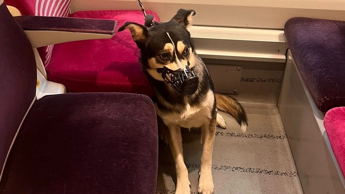 Illustration : "« J’espère qu’il trouvera une bonne famille », une inspection de routine dans un train mène à la découverte d’un chien muselé et attaché à un siège"