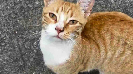 Illustration : Sauv&eacute; juste avant que la neige ne tombe, ce chat qui survivait dans la rue go&ucirc;te &agrave; la chaleur d'un foyer aimant