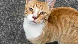 Illustration : Sauvé juste avant que la neige ne tombe, ce chat qui survivait dans la rue goûte à la chaleur d'un foyer aimant