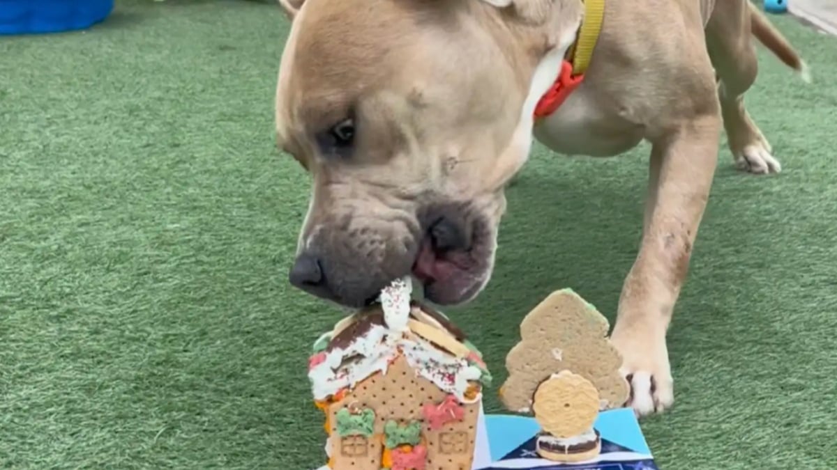 Illustration : "30 bénévoles mobilisés cuisinent et construisent des niches en biscuits pour offrir un moment de joie aux pensionnaires du refuge"