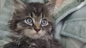 Illustration : "Caché derrière un compacteur de déchets, ce chaton ayant subi le froid peut désormais dormir au chaud contre des humains bienveillants"