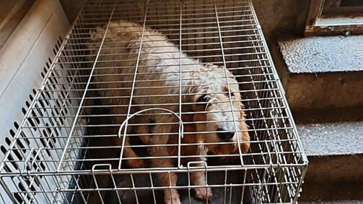 Illustration : "« Elle tenait à peine debout », une Husky squelettique et ses 7 chiots sauvés de l'enfer"