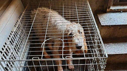 Illustration : &laquo; Elle tenait &agrave; peine debout &raquo;, une Husky squelettique et ses 7 chiots sauv&eacute;s de l'enfer