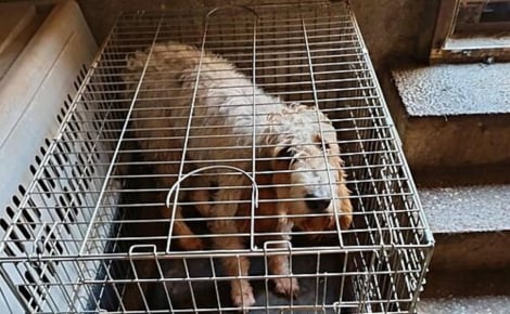 « Elle tenait à peine debout », une Husky squelettique et ses 7 chiots sauvés de l'enfer