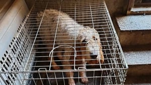 Illustration : "« Elle tenait à peine debout », une Husky squelettique et ses 7 chiots sauvés de l'enfer"