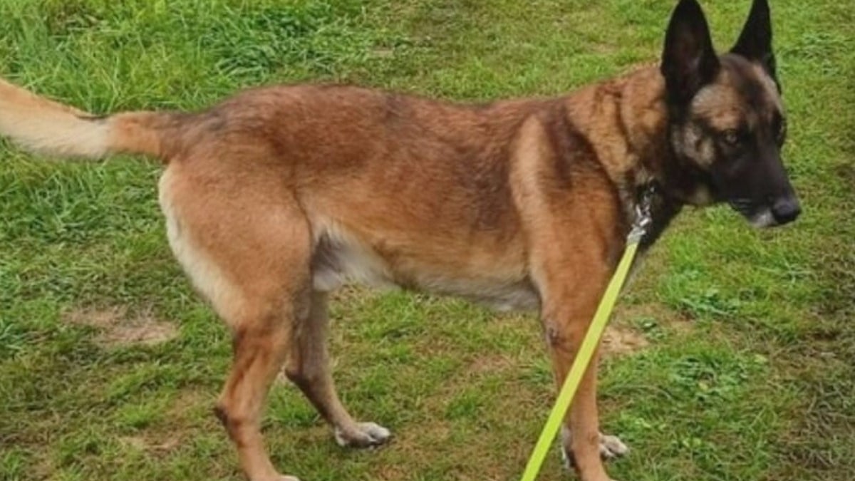 Illustration : "Un gendarme partant à la retraite lance un appel urgent pour son partenaire de toujours qu'il ne pouvait pas garder"