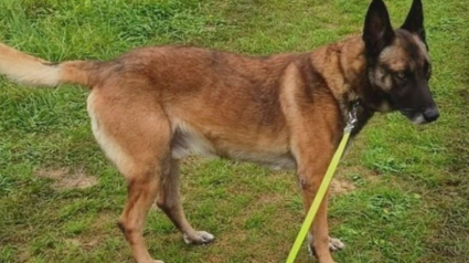 Illustration : Un gendarme partant &agrave; la retraite lance un appel urgent pour son partenaire de toujours qu'il ne pouvait pas garder