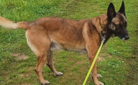 Un gendarme partant à la retraite lance un appel urgent pour son partenaire de toujours qu'il ne pouvait pas garder