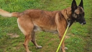 Illustration : Un gendarme partant à la retraite lance un appel urgent pour son partenaire de toujours qu'il ne pouvait pas garder