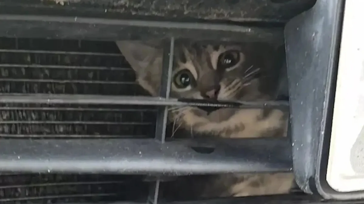 Illustration : "Intrigué par un miaulement, son regard croise celui d'un minuscule chaton coincé derrière la calandre d’un camion"