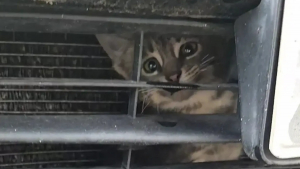 Illustration : Intrigué par un miaulement, son regard croise celui d'un minuscule chaton coincé derrière la calandre d’un camion