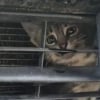 Illustration : Intrigu&eacute; par un miaulement, son regard croise celui d'un minuscule chaton coinc&eacute; derri&egrave;re la calandre d&rsquo;un camion