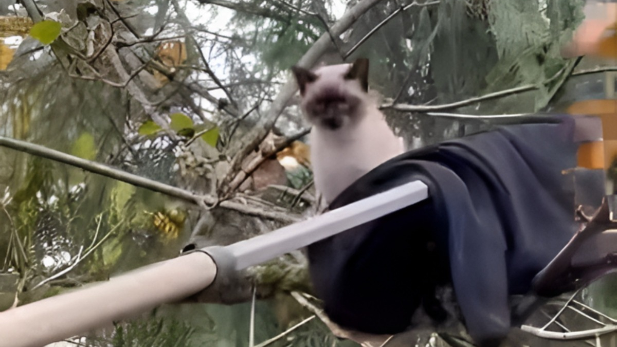 Illustration : "Pour secourir un chat coincé dans un arbre, ce spécialiste improvise en adoptant une technique de pizzaïolo (vidéo)"
