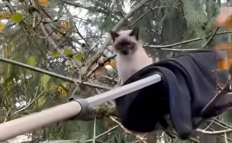 Pour secourir un chat coincé dans un arbre, ce spécialiste improvise en adoptant une technique de pizzaïolo (vidéo)