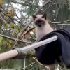 Illustration : Pour secourir un chat coinc&eacute; dans un arbre, ce sp&eacute;cialiste improvise en adoptant une technique de pizza&iuml;olo (vid&eacute;o)