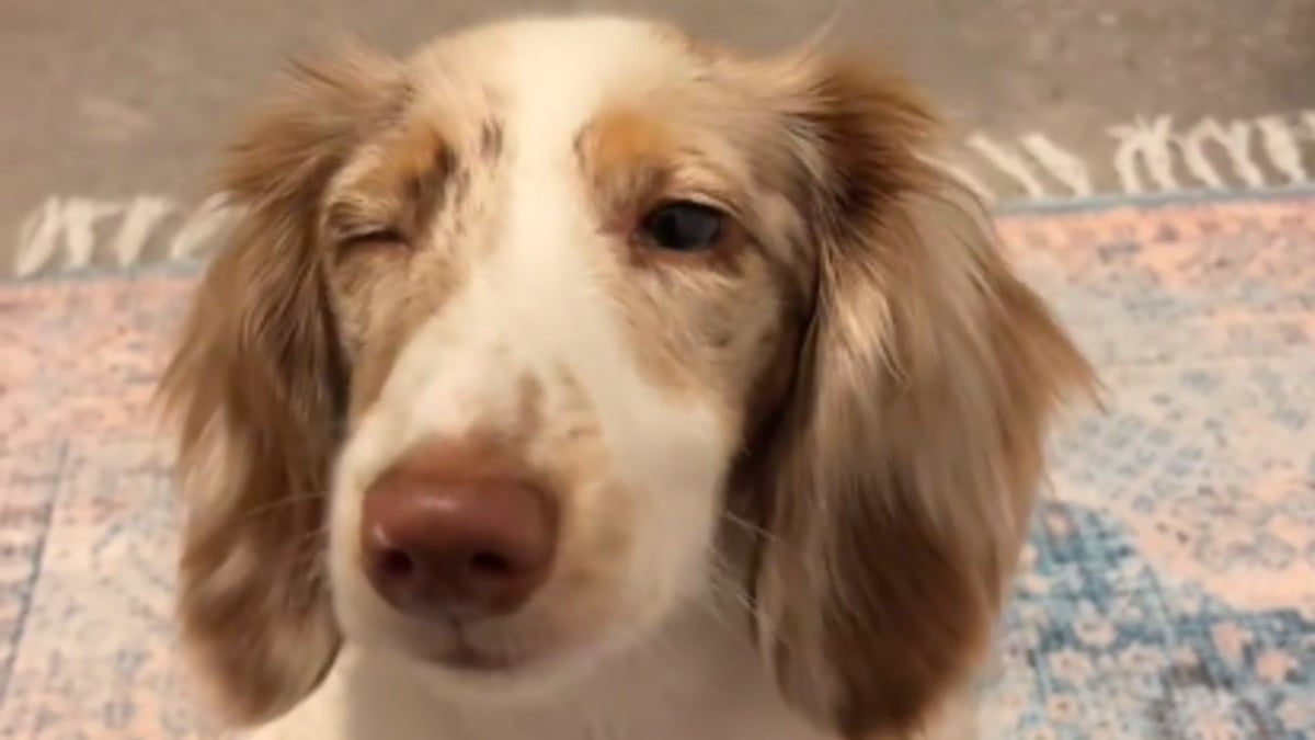 Illustration : "Jugé « défectueux » par son éleveur, ce Teckel aveugle prend une revanche éclatante dans sa piscine (vidéo)"