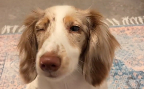 Jugé « défectueux » par son éleveur, ce Teckel aveugle prend une revanche éclatante dans sa piscine (vidéo)