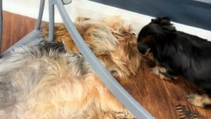 Illustration : En voyant son petit séparé des autres, ce papa Terrier court vers lui pour le réconforter et partager un moment unique (vidéo)