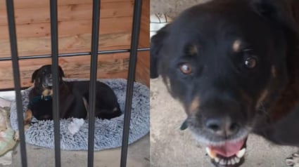 Illustration : Les b&eacute;n&eacute;voles &eacute;mus aux larmes en voyant ce chien go&ucirc;ter enfin au bonheur apr&egrave;s 4 ans d&rsquo;attente