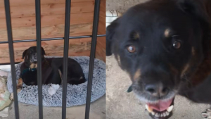 Illustration : Les bénévoles émus aux larmes en voyant ce chien goûter enfin au bonheur après 4 ans d’attente