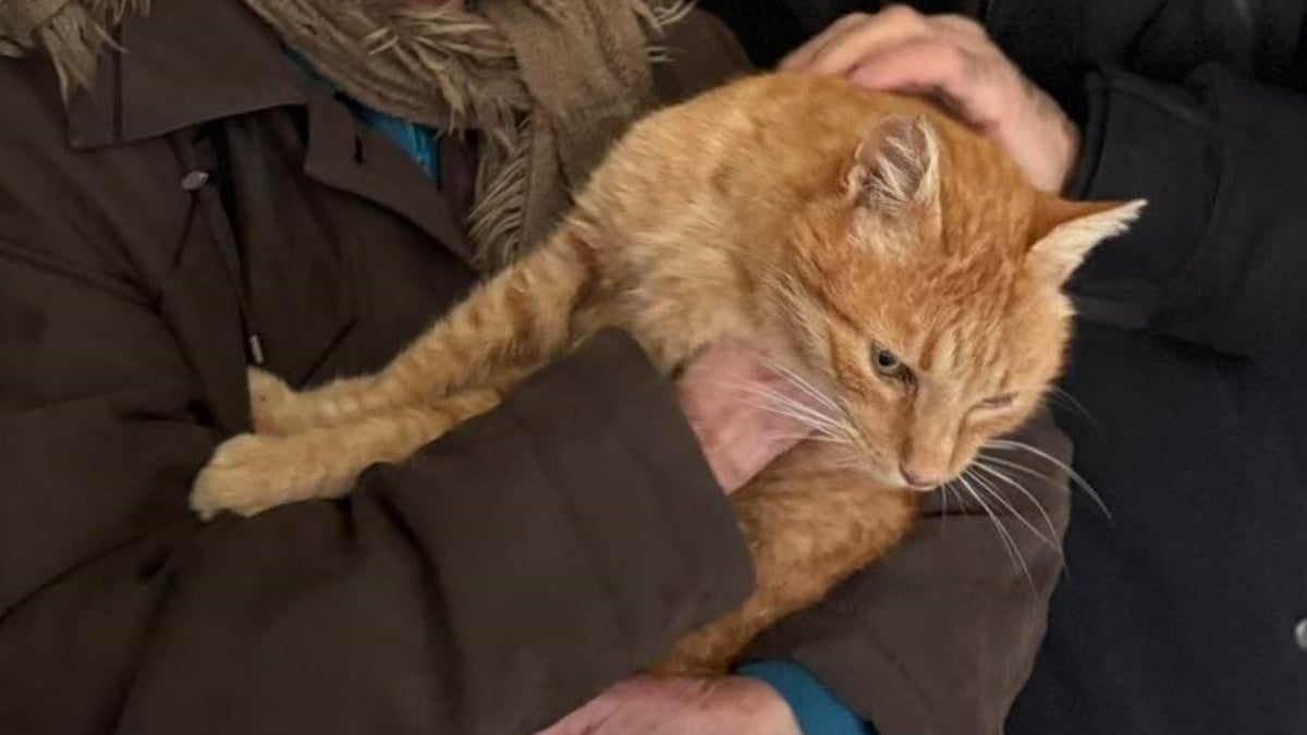 Illustration : "Disparu à Pâques, un chat sénior refait surface cet hiver et redonne le sourire à sa famille"