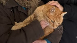 Illustration : Disparu à Pâques, un chat sénior refait surface cet hiver et redonne le sourire à sa famille