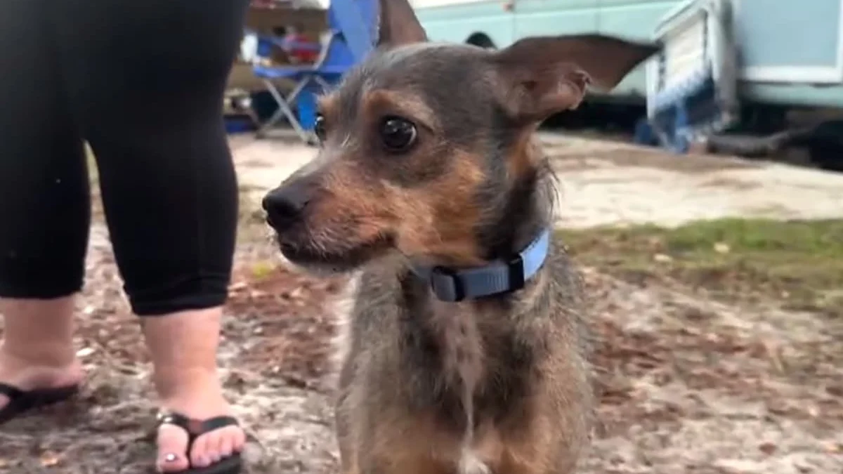 Illustration : "En pleine nuit, leur camping-car commence à brûler et seul leur chien s'en aperçoit à temps pour leur sauver la vie"