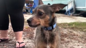 Illustration : En pleine nuit, leur camping-car commence à brûler et seul leur chien s'en aperçoit à temps pour leur sauver la vie