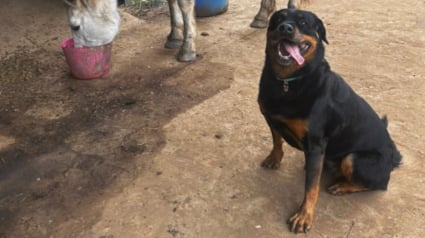 Illustration : En rencontrant une chienne timide au refuge, elle ne se doutait pas que leur &eacute;change de regards marquerait le d&eacute;but d&rsquo;une amiti&eacute; profonde